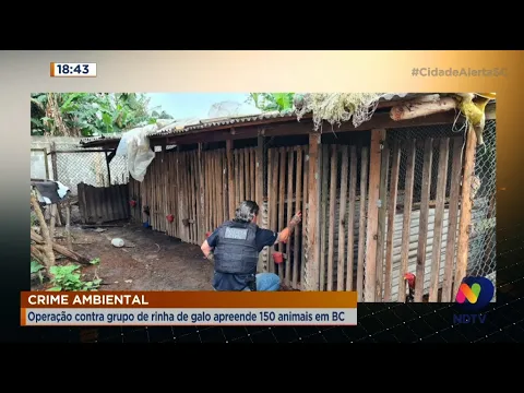 Operação contra grupo de rinha de galo apreende 150 animais em Balneário Camboriú