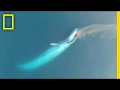 See Blue Whales Lunge For Dinner in Beautiful Drone Footage National Geographic