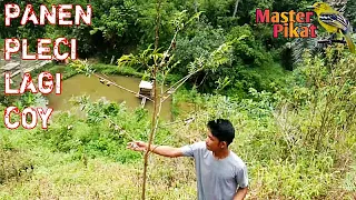  pikat burung pleci dapat banyak panen pleci lagi