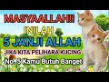 Download Lagu 5 Janji Allah Bagi Hambanya Yang Suka Memelihara Kucing