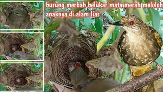 Download cara indukkan merbah mata merah meloloh anaknya di alam liar MP3