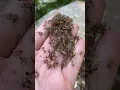 Download Lagu Kill THOUSANDS of mosquitoes with this #shorts