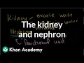 The kidney and nephron Renal system physiology NCLEX-RN Khan Academy