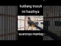 Download Lagu Kutilang Trucuk Kutilang Gacor Rasa Trucuk Suaranya Ngotot Mantap