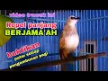 Download Lagu pancingan masteran trucukan agar ikutan GACOR ROPEL 1 nafas panjang saat pagi hari