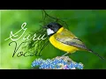 Download Lagu MASTERAN GACOR \u0026 PIKAT KANCILAN EMAS BIMOLI SUARA PANCINGAN PARK 1 | TEMBAKAN KICAU SUARA BURUNG