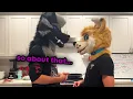 Download Lagu never trust a wolf...