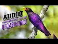 Download Lagu Suara Masteran Viral Burung Kedasih Ungu (Violet Cuckoo) Jernih.