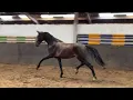 Download Lagu 3yo KWPN Harness mare by Magnifiek fresh from the pasture