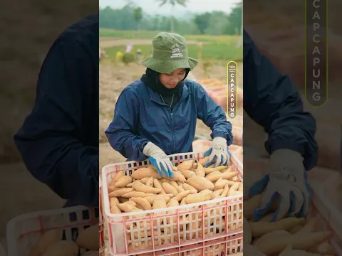 Tips panen ubi madu biar gak boncos!