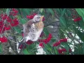 RESTORATION OF THE NERVOUS SYSTEM - Gentle music with birdsong, soothes nerves, refreshes the soul