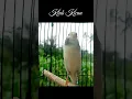 Download Lagu suara burung kenari full isian blackthroat dan sanger