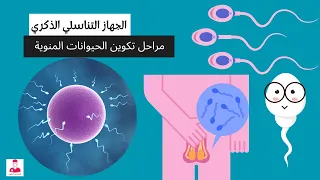 مراحل تكوين الحيوانات المنوية في الخصية دندنها