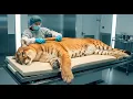 How Cougar Leather Products Are Made Step-By-Step Factory Tour Billion Factory Secrets