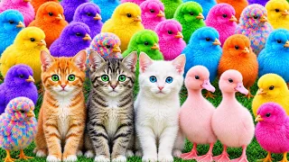 Tangkap Ayam Lucu, ayam warna warni, ayam rainbow, kelinci lucu, bebek lucu, ikan koi, Hewan Lucu