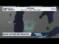 Weather radar captures bird migration