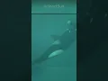 Killer Whale attack on the Trainer