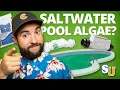 How to Remove ALGAE From a SALT WATER POOL