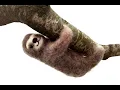 Needle Felt A Sloth Tutorial