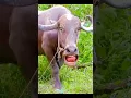Download Lagu Pani lao re#funny #funny #cow #animals #cute