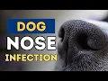 My Dog s Nasty Nose Infection