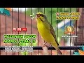 Download Lagu Mozambik GACOR‼️ Cocok untuk Masteran dan Materi ISIAN KENARI #06