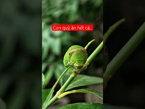 Kinh quá, to vật rồi ăn hết cả... #nghề_giải_trí_tv