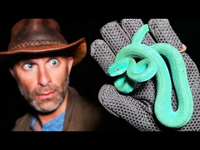 Video: Super Rare Blue Viper Caught! (Gary De'Snake from Zootopia!?)