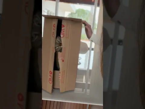 A primeira casa própria do Kevin 😂 uma conquista muito especial 😸