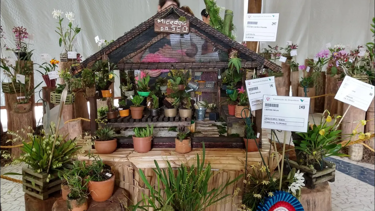MICRO ORQUÍDEAS EXPOSIÇÃO VALE DO RIO DOCE 2018