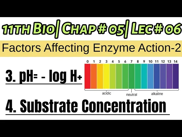 Factors affecting the Rate of Enzyme Action| Explain pH ?| Substrate Concentration| 11th Bio|Lec # 6