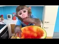 Download Lagu Monkey Baby Bon Bon oes to the toilet and plays with Ducklings in the swimming pool