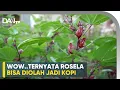 Download Lagu Tips Tanam dan Mengolah Rosela - Kebun Rosela Borobudur