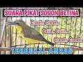Download Lagu SOGON BETINA PIKAT MEMANGGIL JANTAN ‼️ PANCINGAN SOGON AGAR CEPAT BUNYI DAN NAIK BIRAHI