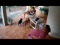 Download Lagu Minha pitbull ataca outro cachorro e acabo abrindo minha mão
