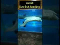 Download Lagu arowana Swim bladder problem