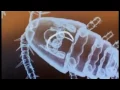 Foul Water Fiery Serpent Lifecycle Of Guinea Worm