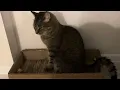Котик любит колыбельную. Pussy cat loves a lullaby #video
