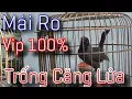 Download Lagu KHƯỚU MÁI RO QUÁ ĐỈNH Kích Trống Hót Căng Hót Hay