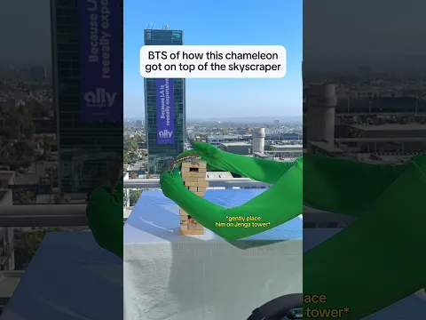 BTS of how this chameleon got on top of the skyscraper