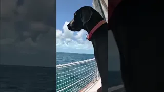 Sailing Day #shorts #beneteau #travel  #boat #sailboatrefit #ocean #gosailing #sailing #women