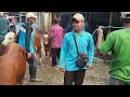 Lagu 🔥“Rame Banget! Pedet Jantan di Pasar Ngawi Diserbu Pembeli Hari Ini!”🐂🤠