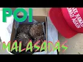 Pedal and Grind One of the best local bakeries on Oahu Poi Malasadas