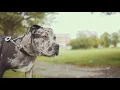Mazza - MAZZADONA