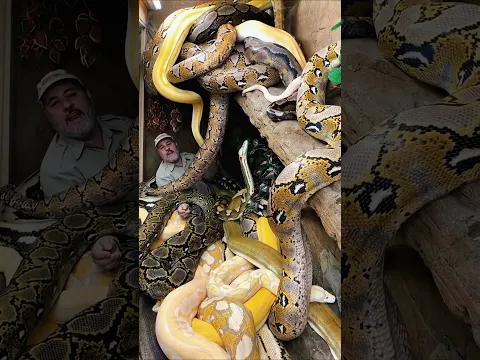 বড় বড় সাপের সাথে ঘুমায় এই মানুষটি! 🐍😱 #shorts