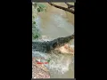Download Lagu WASPADA! Keberadaan Buaya di Sungai/Rawa ala Bang Speers...