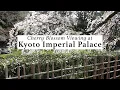 Download Lagu Sakura at the Kyoto Imperial Palace