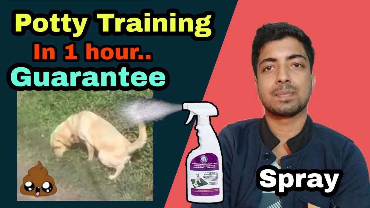 How To Correct Or Punish Dogs. Positive Dog Training Using Play