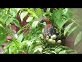 Download Lagu BURUNG KEMADE ( CABE ) KEPALA MERAH DI ALAM LIAR LAGI MENCARI BUAH BUAHAN