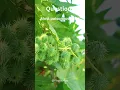 Download Lagu Most poisonous Plant